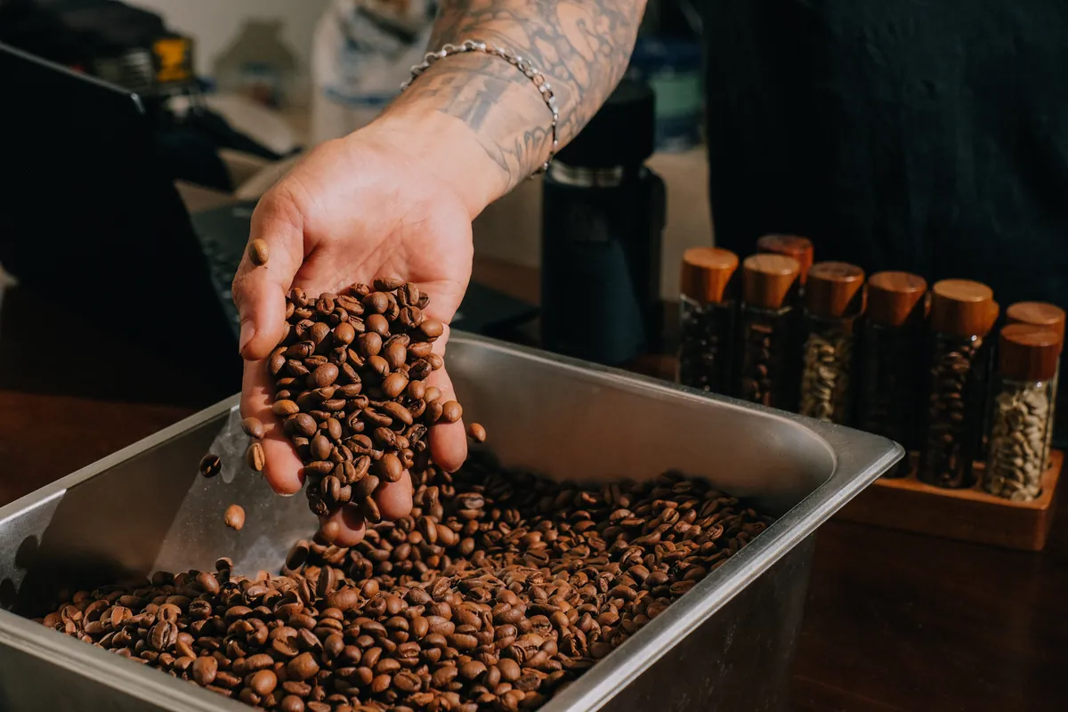 Checking a handful of freshly roasted beans